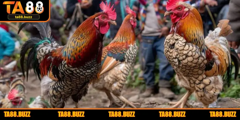 Trực tiếp đá gà Campuchia nhiều trận tài năng